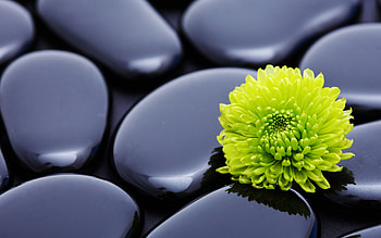 Plants, Flowers HD wallpaper