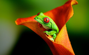 Frog Inside Orange Flower, inside, orange, frogs, flower HD wallpaper