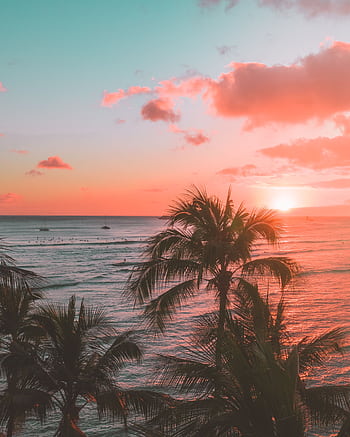 Stunning Hawaiian sunset with palm trees and ocean view in Waikiki. HD phone wallpaper