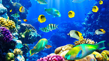 Underwater fish beauty, Captivating , Marine life, Aquatic wonder HD wallpaper