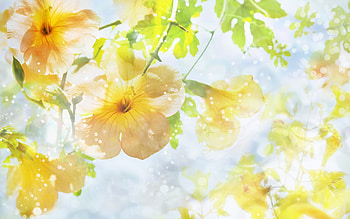 Plants, Flowers HD wallpaper