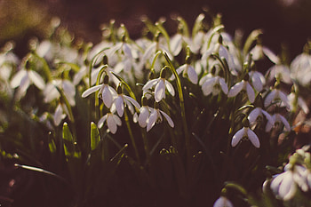 Flowers, Snowdrops, Polyana, Glade, Spring HD wallpaper