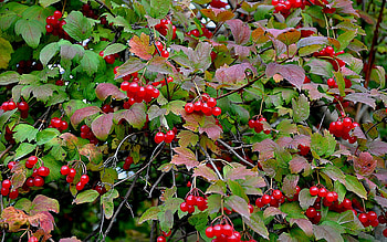 Plants, Berries HD wallpaper