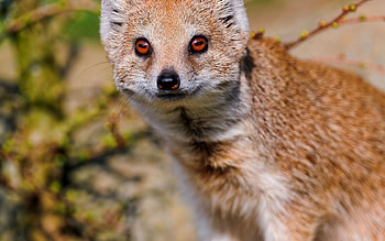 Animals, Muzzle, Sight, Opinion, Animal, Mongoose HD wallpaper
