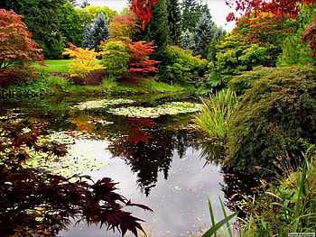 Plants, Landscape, Water HD wallpaper
