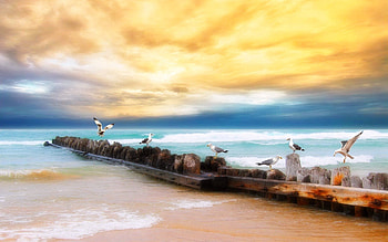 Nature, Birds, Sky, Sea, Seagulls, Beach, Horizon, Shore, Bank, Logs HD wallpaper