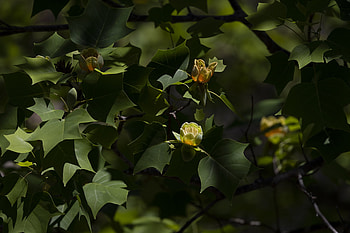 Hybrid Tulip Tree, Shine UGA Today, Spring HD wallpaper