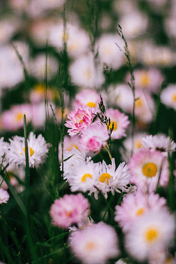 Meadow, blooming, pink flowers HD phone wallpaper