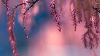 Plants, Background HD wallpaper
