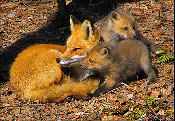 Kits, family, mother, fox, den, red and white HD wallpaper