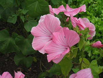 Pink Mallow, summer, pink, garden, Mallow, flowers HD wallpaper