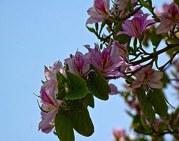 Natures Beauty, blue, pink, leaves, pretty, green, branches, sky, flowers HD wallpaper