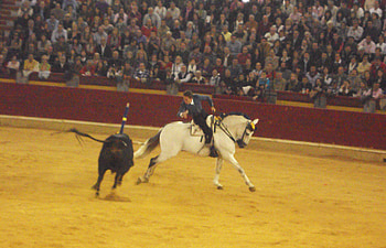 Horseback Bullfighting, spain, spanish, andalusian, horses, tradition HD wallpaper