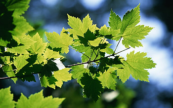 Plants, Leaves HD wallpaper