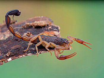 Scorpions , Popular collection, Variety of species, Unique backgrounds HD wallpaper