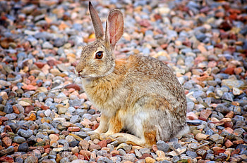 *** Rabbit ***, animal, bunny, animals, rabbit HD wallpaper