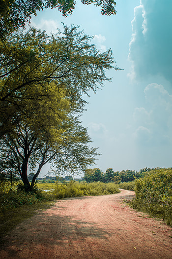 Nature, Trees, Bush, Road, Turn HD phone wallpaper
