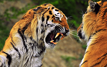 Animals, Aggression, Grin, Muzzle, Predator, Tiger HD wallpaper