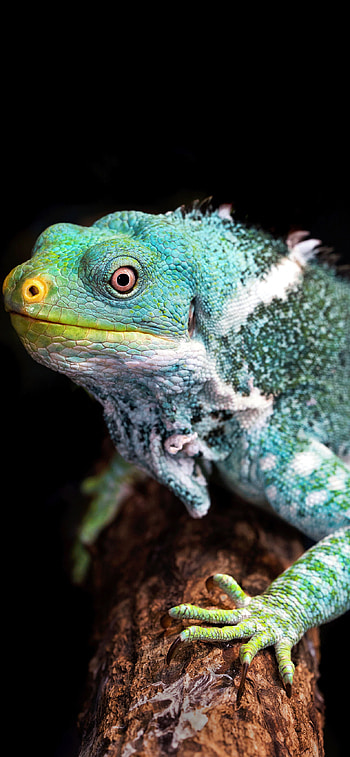Reptiles , , High-quality HD phone wallpaper