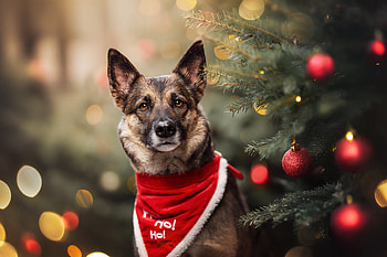 Merry Mutt — Christmas Dog, Animal, dog HD wallpaper