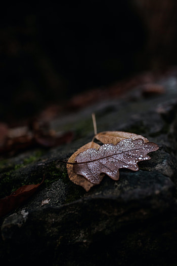 Autumn, Drops, Macro, Wet, Leaflet HD phone wallpaper