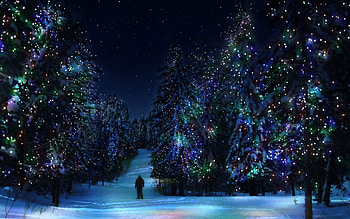 Holidays, Winter, New Year, Fir-Trees, Christmas, Xmas HD wallpaper
