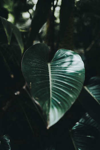 Plant, Macro, Blur, Smooth, Sheet, Leaf, Striped HD phone wallpaper