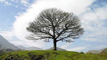 lone tree in lake district langdale england, clouds, grass, mountains, tree HD wallpaper