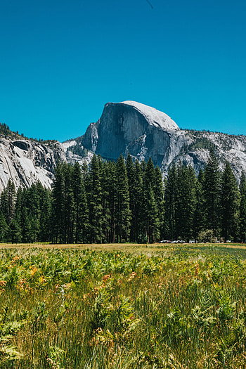 Nature, Grass, Mountains, Rocks, Fir, Spruce HD phone wallpaper
