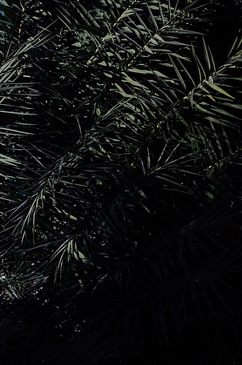 Nature, Leaves, Bush, Branches, Tropical HD phone wallpaper