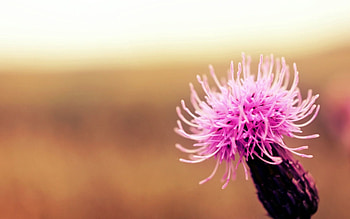 Background, Flower, Plant, Macro, Shine, Light HD wallpaper