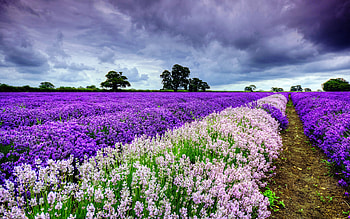Landscape, Flowers, Fields HD wallpaper