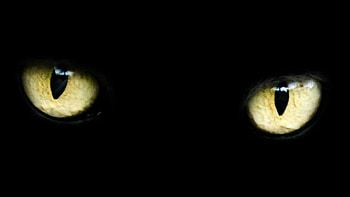 Watching You !, eyes, cat, nature, animals HD wallpaper