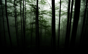 Nature, Trees, Forest, Fog, Darkness HD wallpaper