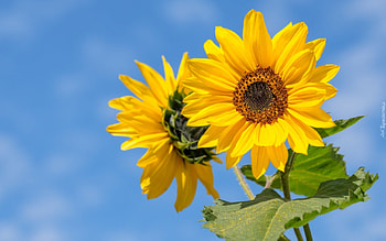 Sunflowers, sky, flowers, yellow HD wallpaper