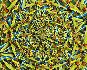 THE TREE FROG, abstract, red, frog, collage, tree HD wallpaper