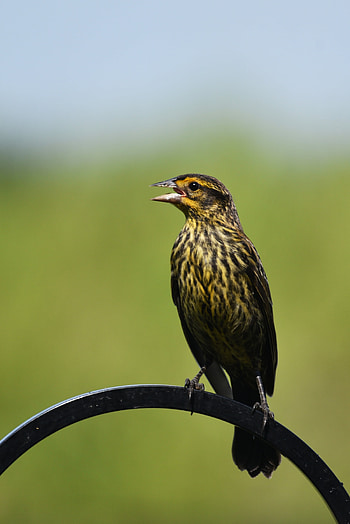 Animals, Bird, Thrush, Red-Winged Blackbird HD phone wallpaper