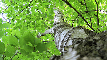 Looking up, Birch tree HD wallpaper