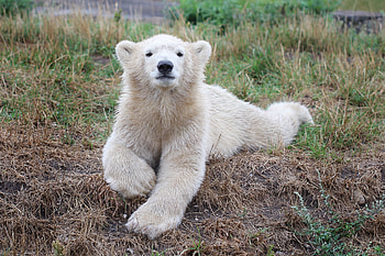Animals, Young, Bear, Joey, Polar Bear HD wallpaper