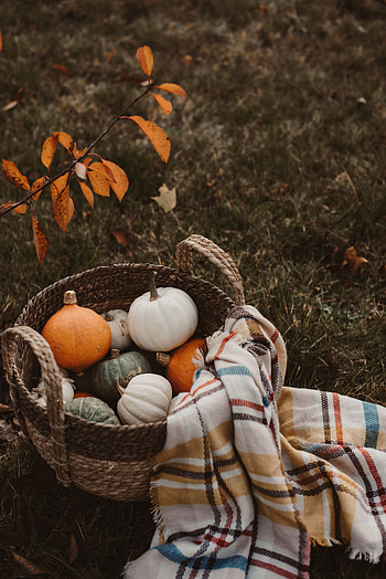 Food, Autumn, Pumpkin, Basket, Harvest, Plaid HD phone wallpaper