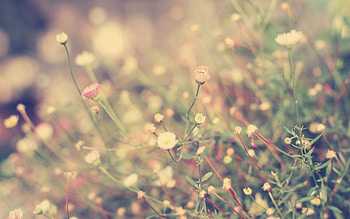 Flowers, Grass, Background, Macro, Shine, Light, Glade, Polyana HD wallpaper