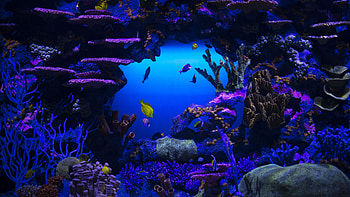 Coral Reef Stones Schooling oF Fish Underwater Nature HD wallpaper