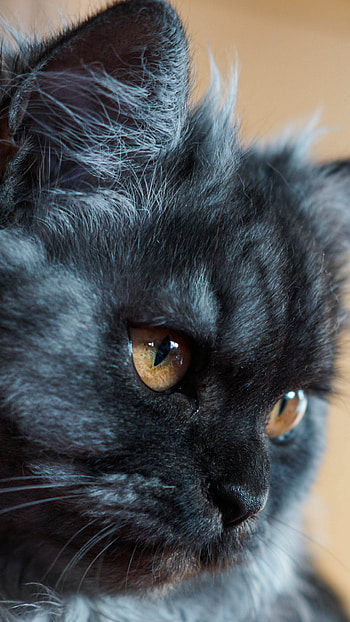 Fluffy cat muzzle, background, Soft and furry, Cute and cuddly HD phone wallpaper