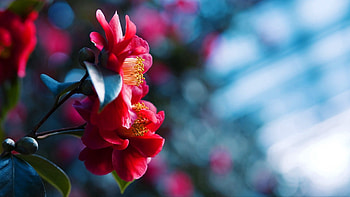 Flower, Macro, Petals HD wallpaper