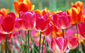 Plants, Flowers, Tulips HD wallpaper