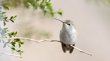 Oasis Hummingbird, Hummingbirds HD wallpaper
