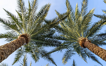 Palms, trees, sky, leaves HD wallpaper