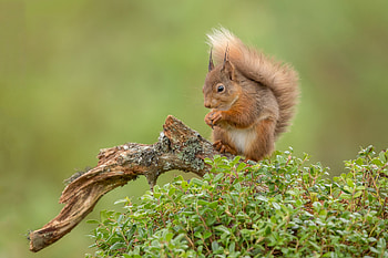 Animal, squirrel HD wallpaper