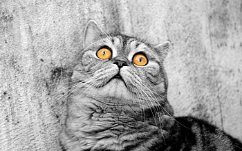 Animals, Cat, Muzzle, Sight, Opinion, Fright HD wallpaper