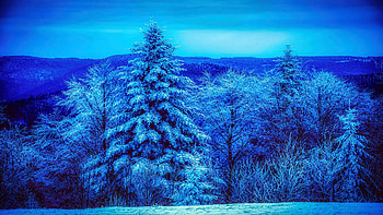 Frosty Beauty, snow, blue hour, clouds, trees, sky, forest, ice, evening HD wallpaper